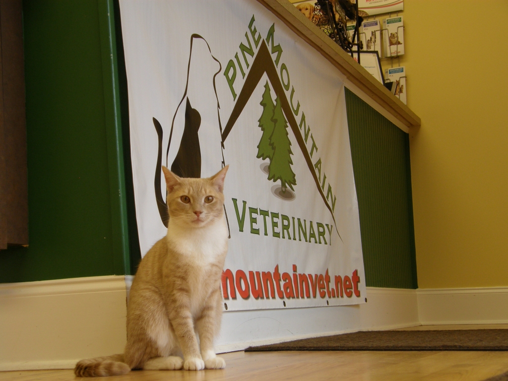 Pine Mountain Veterinary in Kennesaw, About Us